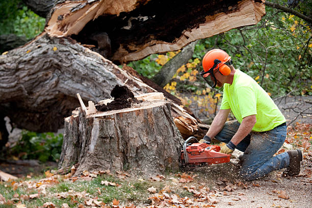 Leaf Removal in Soquel, CA